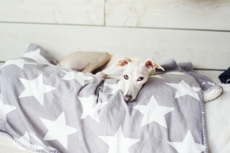 Himla har hittat en plats i solljuset uppepå soffan..