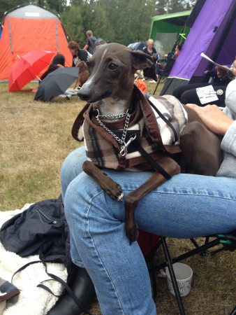 Jack håller utkik efter Himla under en utställning 2014