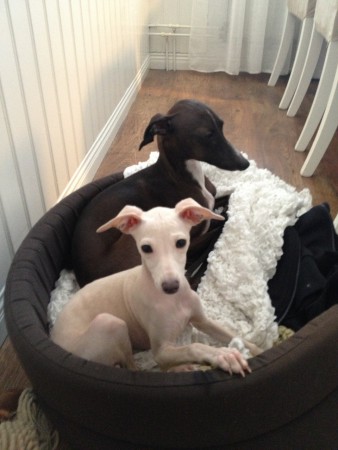 Jack bjuder motvilligt på lite plats i korgen till en liten ny varelse i familjen..