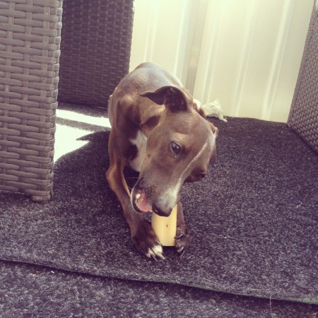 Tuggben på balkongen gillar Jack