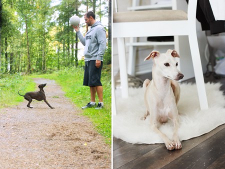 Jack & husse leker med en fotboll i skogen & Himla vilar lite inomhus.