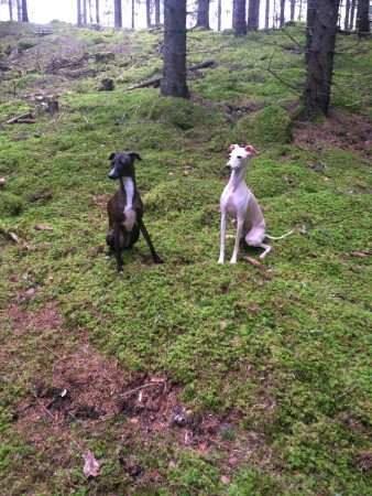 I skogen är det roligt att vara!