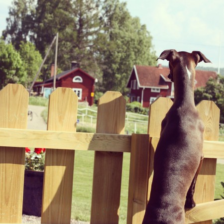 Jack väntar på att någon ska komma in från stallet..