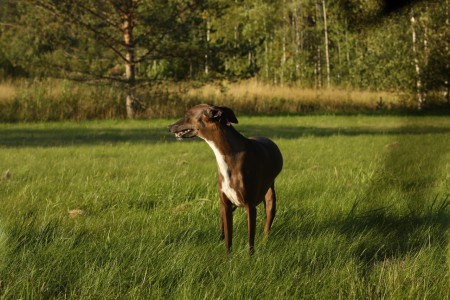 Jack tar en paus i värmen efter allt spring :)