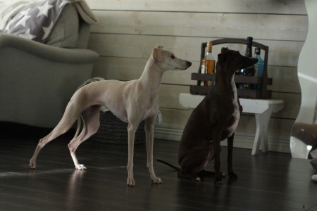 Se så fint vi väntar på den där lilla godisbiten som aldrig kommer... :)