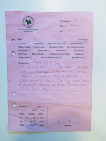 GÄVLE 5/10-13. Himla blev BIS (unghund) 2a! :)