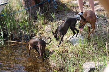 Hela familjen på väg ner i sjön för ett dopp!