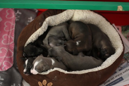 Här är Jacks syskonkull. Oj så många dom var! 8st sötnosar :) Den bruna med fläcken i nacken är Jack. 