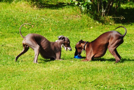 Jack med sin helbror Buzz