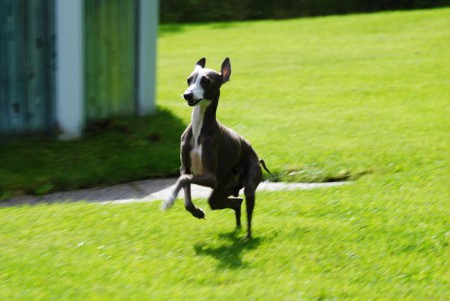 Jacks helbror Buzz i full fart :)